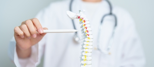 doctor points to a human spine model